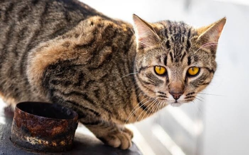 Tekir Kedi, Kedi  Angie fotoğrafı