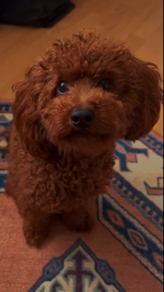 Poodle (Minyatür Kaniş), Köpek  Mars fotoğrafı