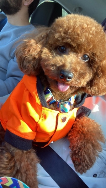 Poodle (Minyatür Kaniş), Köpek  Mars fotoğrafı