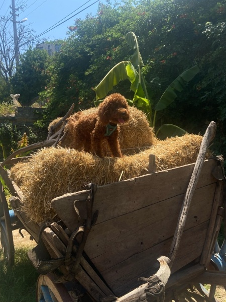 Poodle (Minyatür Kaniş), Köpek  Mars fotoğrafı