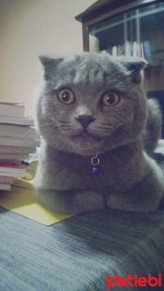 Scottish Fold, Kedi  rasko fotoğrafı