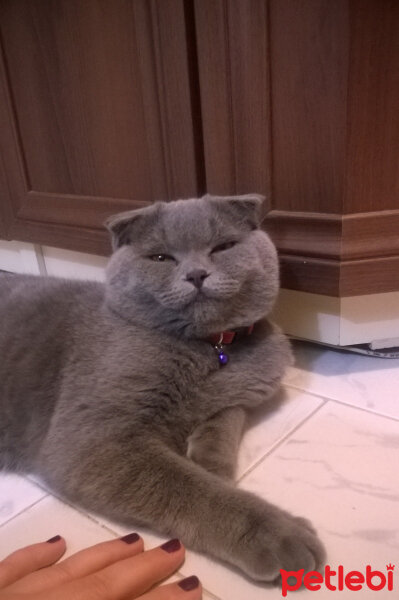 Scottish Fold, Kedi  rasko fotoğrafı