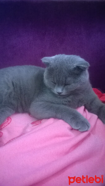 Scottish Fold, Kedi  rasko fotoğrafı