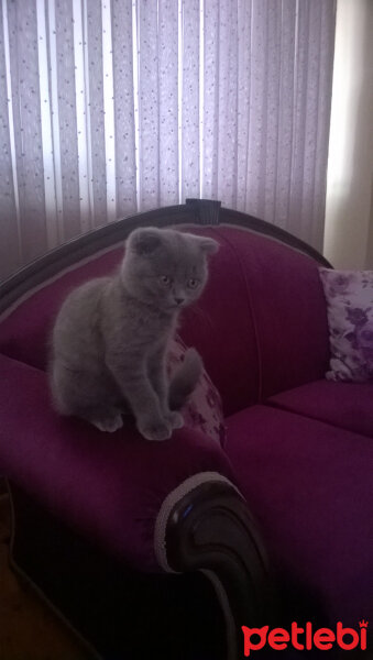 Scottish Fold, Kedi  rasko fotoğrafı