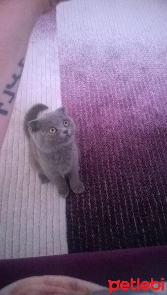 Scottish Fold, Kedi  rasko fotoğrafı