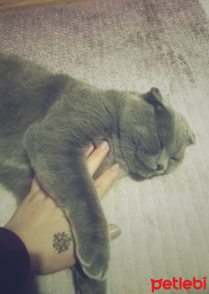 Scottish Fold, Kedi  rasko fotoğrafı