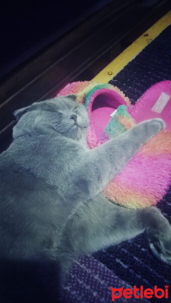 Scottish Fold, Kedi  rasko fotoğrafı