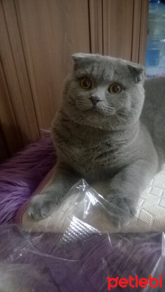 Scottish Fold, Kedi  rasko fotoğrafı