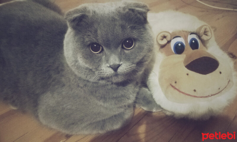 Scottish Fold, Kedi  rasko fotoğrafı