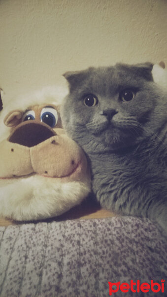 Scottish Fold, Kedi  rasko fotoğrafı