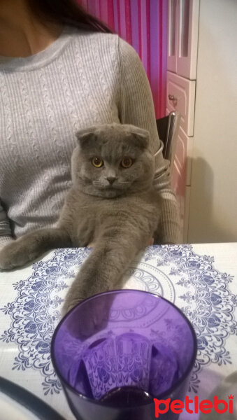 Scottish Fold, Kedi  rasko fotoğrafı