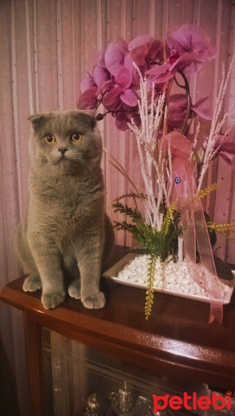 Scottish Fold, Kedi  rasko fotoğrafı