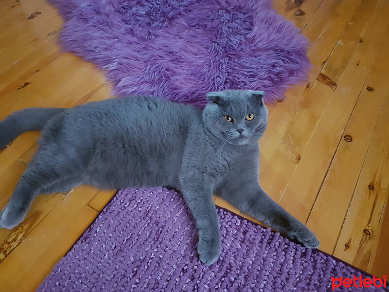 Scottish Fold, Kedi  rasko fotoğrafı