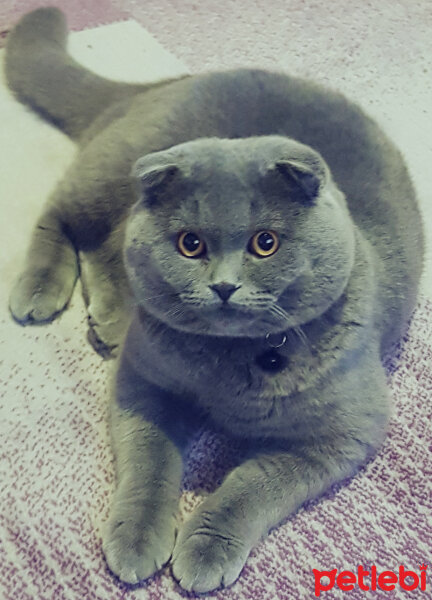 Scottish Fold, Kedi  rasko fotoğrafı