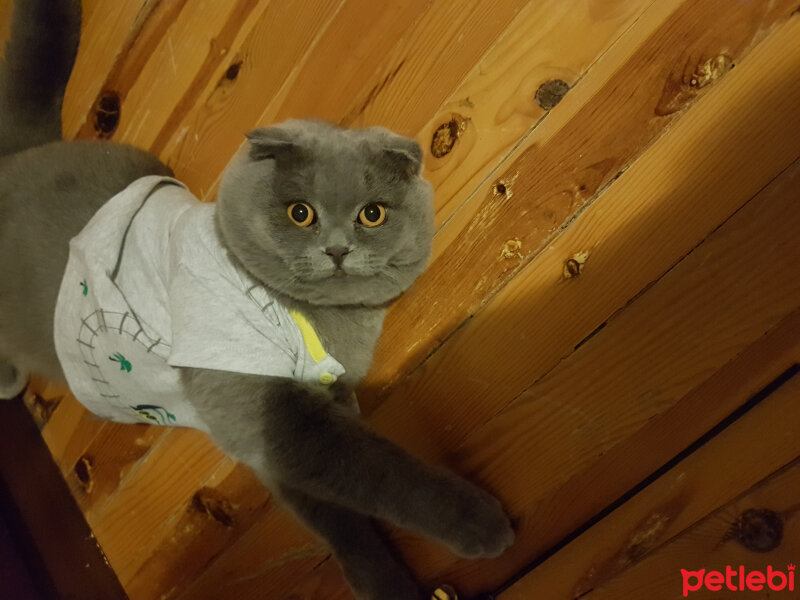 Scottish Fold, Kedi  rasko fotoğrafı