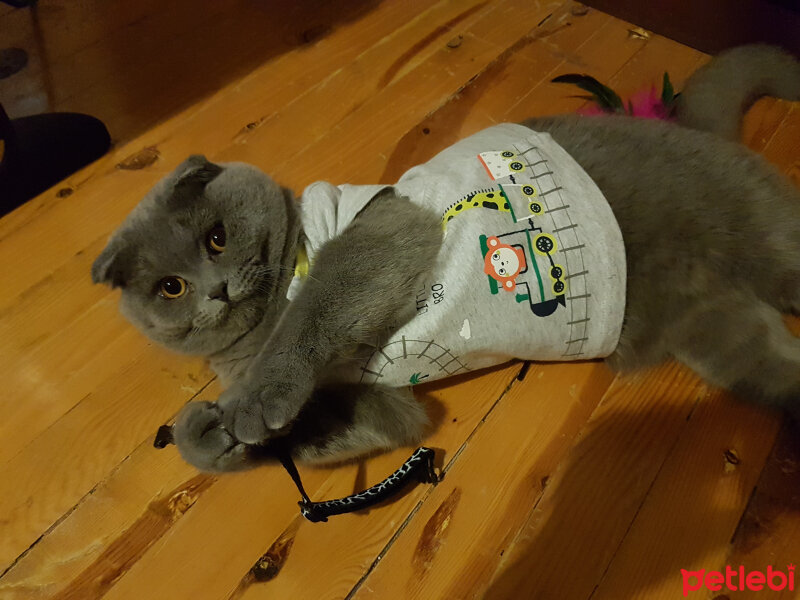 Scottish Fold, Kedi  rasko fotoğrafı