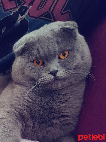 Scottish Fold, Kedi  rasko fotoğrafı