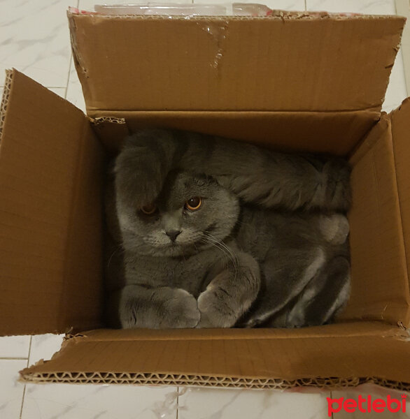 Scottish Fold, Kedi  rasko fotoğrafı