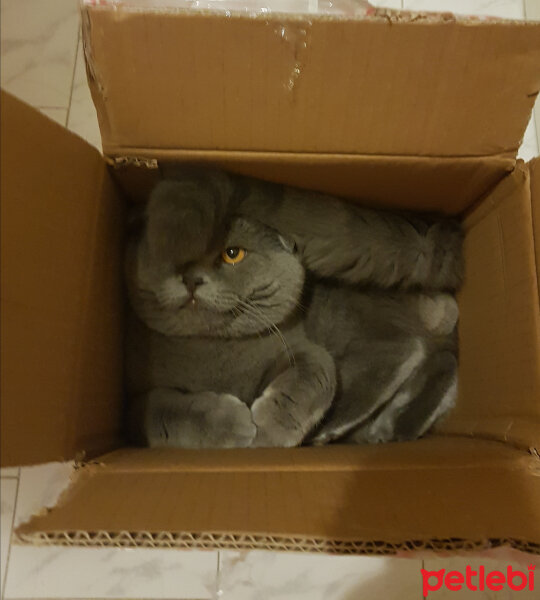 Scottish Fold, Kedi  rasko fotoğrafı