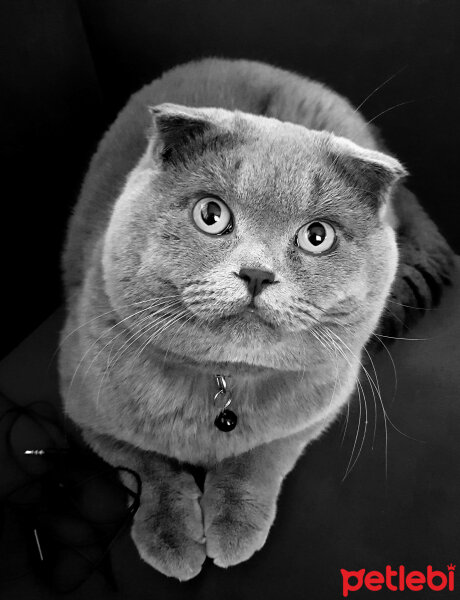 Scottish Fold, Kedi  rasko fotoğrafı