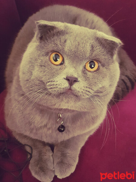 Scottish Fold, Kedi  rasko fotoğrafı