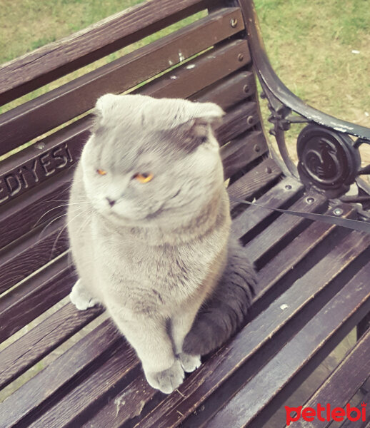 Scottish Fold, Kedi  rasko fotoğrafı