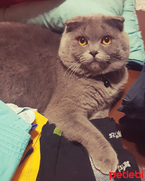 Scottish Fold, Kedi  rasko fotoğrafı