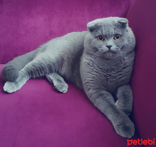 Scottish Fold, Kedi  rasko fotoğrafı