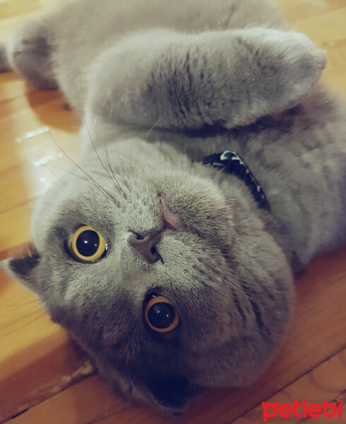 Scottish Fold, Kedi  rasko fotoğrafı