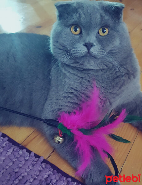 Scottish Fold, Kedi  rasko fotoğrafı