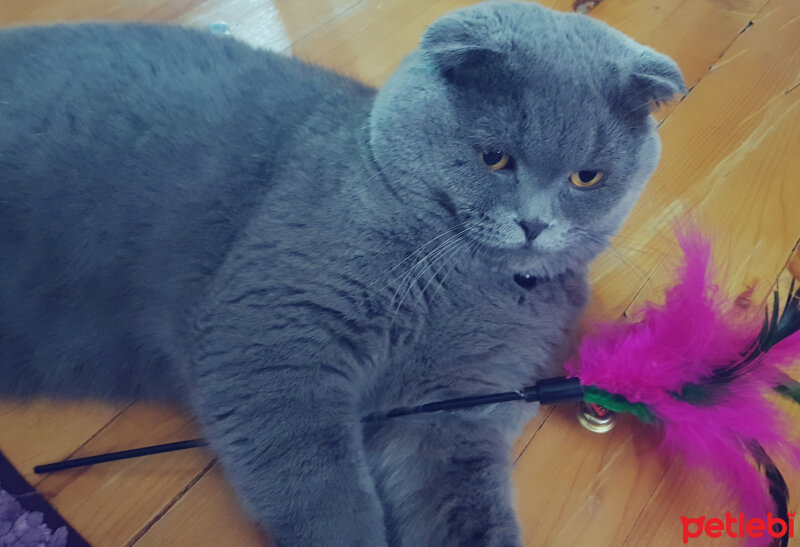 Scottish Fold, Kedi  rasko fotoğrafı