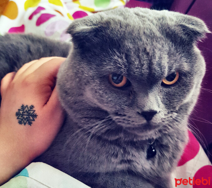 Scottish Fold, Kedi  rasko fotoğrafı