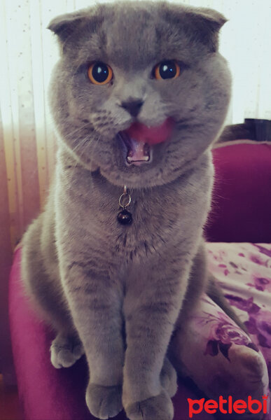 Scottish Fold, Kedi  rasko fotoğrafı