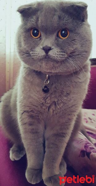 Scottish Fold, Kedi  rasko fotoğrafı