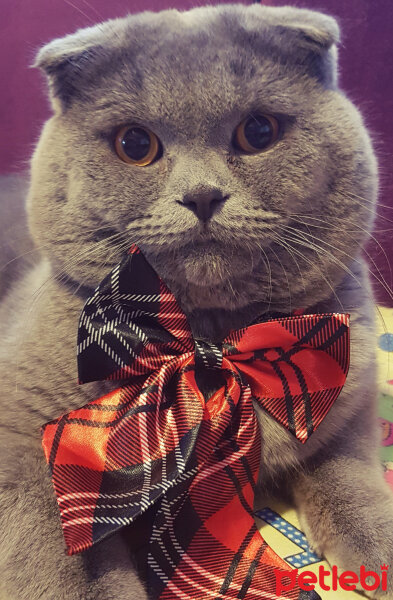 Scottish Fold, Kedi  rasko fotoğrafı