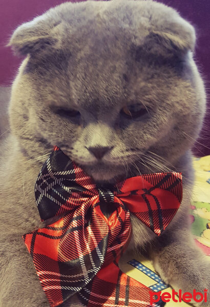 Scottish Fold, Kedi  rasko fotoğrafı