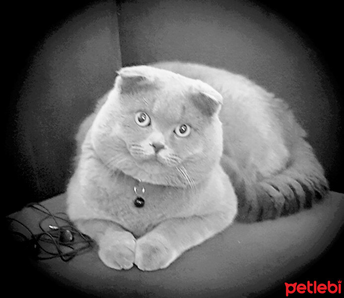 Scottish Fold, Kedi  rasko fotoğrafı