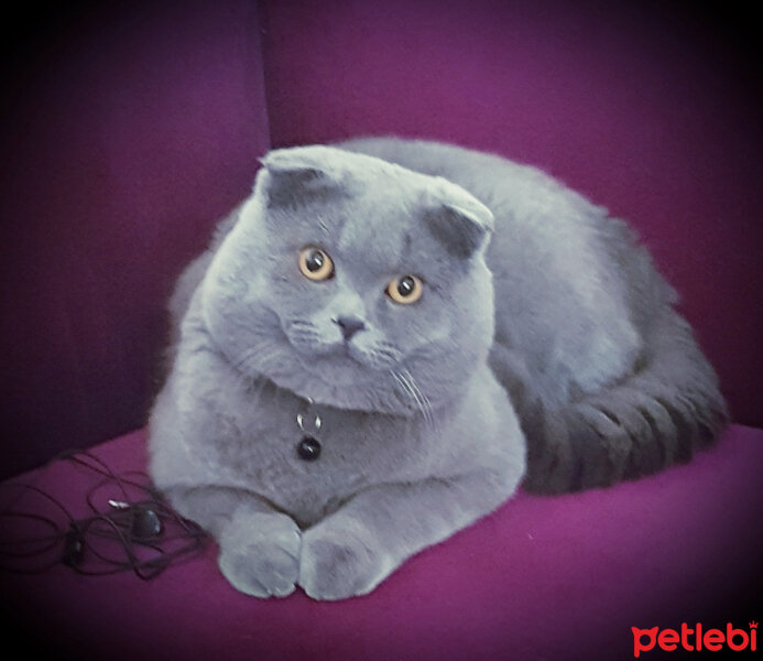 Scottish Fold, Kedi  rasko fotoğrafı