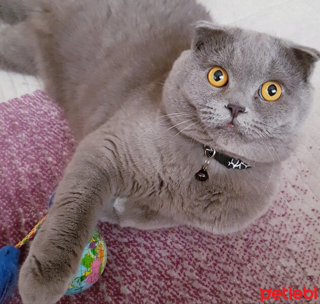 Scottish Fold, Kedi  rasko fotoğrafı