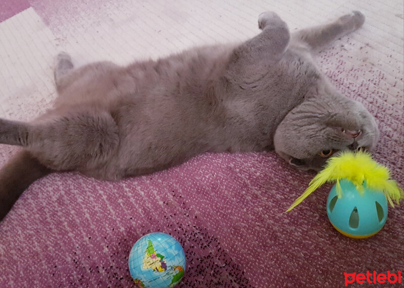 Scottish Fold, Kedi  rasko fotoğrafı