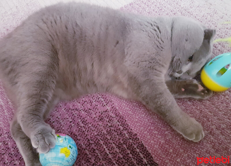 Scottish Fold, Kedi  rasko fotoğrafı