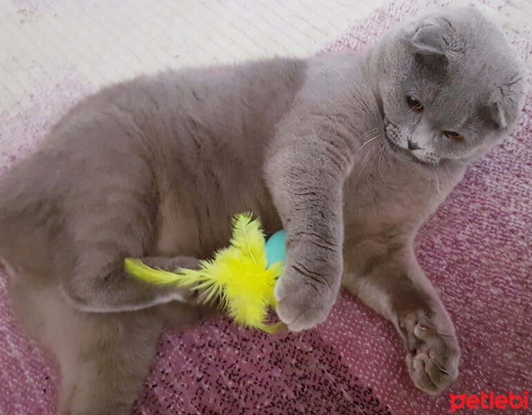 Scottish Fold, Kedi  rasko fotoğrafı