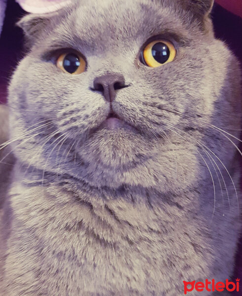 Scottish Fold, Kedi  rasko fotoğrafı