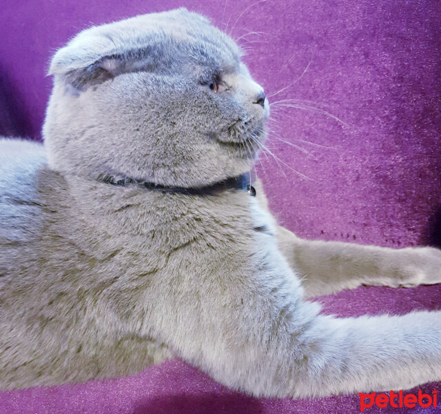 Scottish Fold, Kedi  rasko fotoğrafı