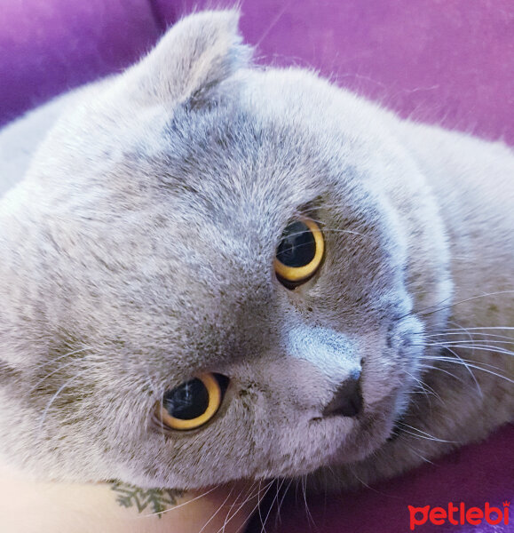 Scottish Fold, Kedi  rasko fotoğrafı