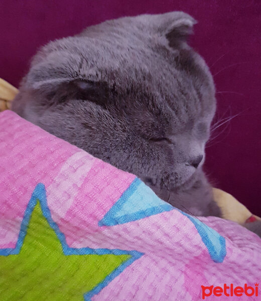 Scottish Fold, Kedi  rasko fotoğrafı