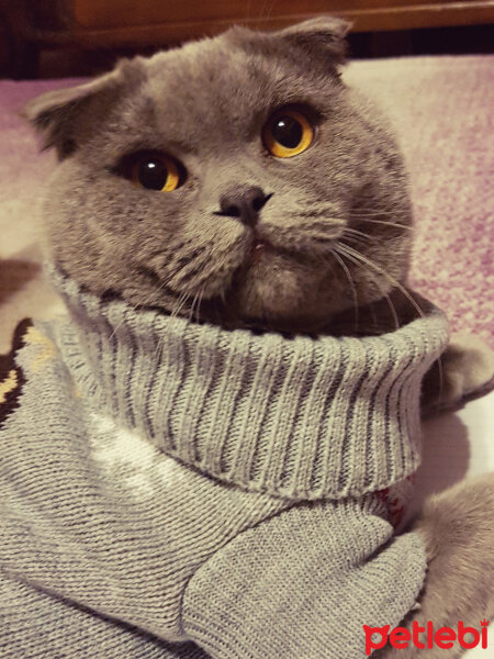 Scottish Fold, Kedi  rasko fotoğrafı