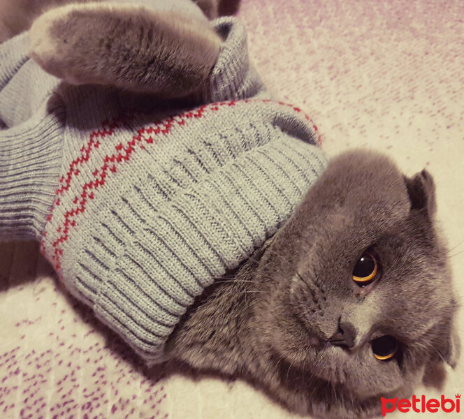 Scottish Fold, Kedi  rasko fotoğrafı