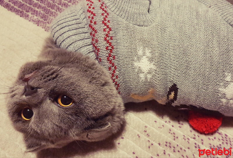 Scottish Fold, Kedi  rasko fotoğrafı