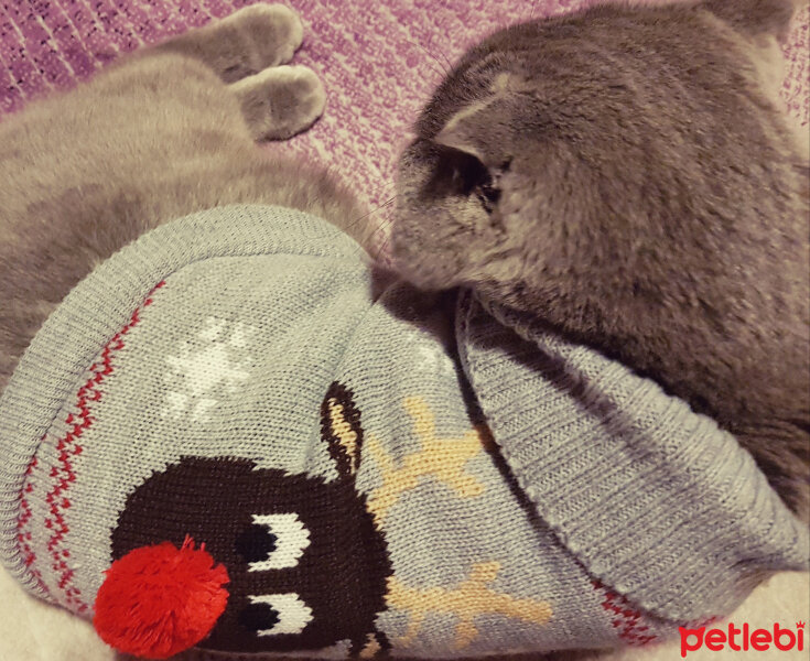 Scottish Fold, Kedi  rasko fotoğrafı